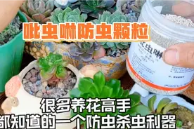 家庭养花虫害防治吡虫啉颗粒小白药视频封面