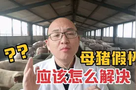 养猪户白养母猪四个月，居然是假怀孕，是什么原因，该怎么解决？视频封面