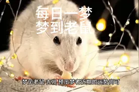 周公解梦之梦到老鼠视频封面