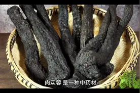 补肾中药合集之肉苁蓉
