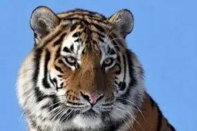 1975年，中国最后一只野生华南虎，在极度惊慌和饥饿中，悲惨灭绝视频封面