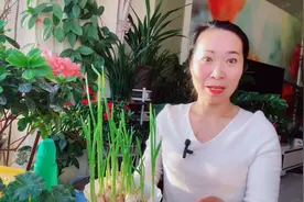 阳台大蒜这样种大蒜，长出的蒜苗鲜嫩，粗壮，快快种起来吧！视频封面