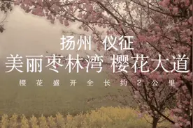 快来看 刚盛开 仪征樱花大道太美了 花期赶上雨天 拍摄就像拍雪景视频封面