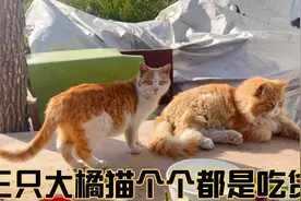 三只大橘猫个个都是吃货。视频封面