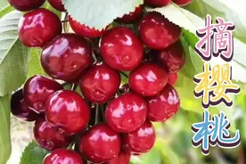 甘肃天水市甘谷县樱桃园，竟摘不到樱桃，看彪悍西北大姐怎么做？视频封面