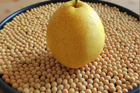 特殊时期，多喝这道雪梨黄豆汤，就服老一辈的传统做法，建议收藏视频封面