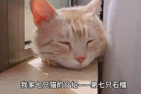 2022年养只猫吧，选择领养并负责一辈子的那种视频封面