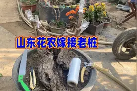 春季是桂花芽接最适宜的季节，看山东花农如何嫁接老桩视频封面