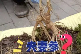长白山70岁跑山大爷，挖了几颗放山货，要500一颗，你们说值么？视频封面