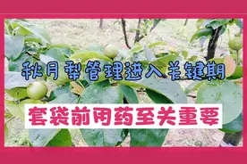 秋月梨管理进入关键期，套袋前如何用药至关重要，快收藏这组配方