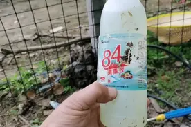用84消毒液给羊消毒，到底效果好不好？视频封面