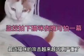 监控拍下猫咪夜晚可怕一幕，主人发现问题后不敢独自睡觉视频封面