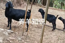 地方山羊品种的特点与介绍（新手请看）视频封面