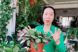 五月蟹爪兰没有新叶长出，要给它“放大招”这样养护！视频封面