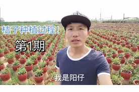 桔子是如何种出来的？带你去基地见识一下，先看看小苗是什么样的