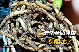卖家：君子兰用专用土，老花农：什么专用土，能生根的土是好土视频封面