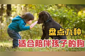 盘点九种适合陪伴孩子的狗视频封面