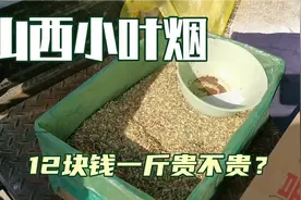 山西农村老人们喜欢吸的小叶烟，12块钱一斤贵吗？视频封面