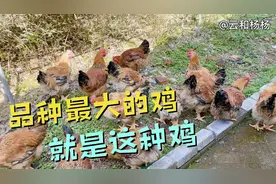 这个是我养过长得最快的一种鸡了，才90多天！已经6-7斤了