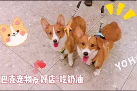 星巴克宠物友好店，可以带柯基狗狗去吃奶油，吃的很香哦视频封面