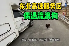 东北高速服务区，偶遇一只流浪的小狗，零下20几度它怎么活的？视频封面