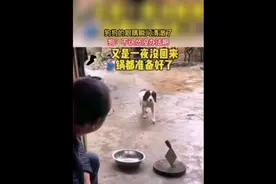 秒怂，瞬间明白怎么去逗主人开心😃视频封面