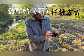 种甜龙竹（筍）侧枝芽种植【扦插方式】视频封面