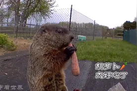 胖嘟嘟土拨鼠吃胡萝卜太香了，土拨鼠吃播视频