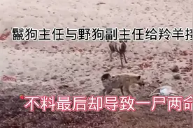 鬣狗主任与野狗给羚羊接生，不料最后却导致母子俩双双离世。视频封面