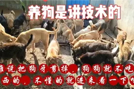 我把狗狗的四棵獠牙剪掉了，以后就算它们打架也不会有伤害了视频封面
