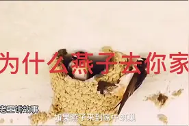 为什么燕子去你家不去我家视频封面