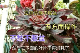 法师上盆两个多月不服盆不长根，从五方面入手，实践证明快速服盆视频封面