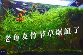 鱼友缸里的竹节草爆缸了，原来是这么养的视频封面