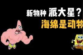 派大星新物种？海绵竟也是生物 盘点海绵宝宝里的角色原型视频封面