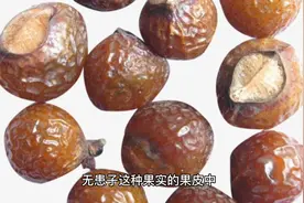 捡无患子妙用视频封面