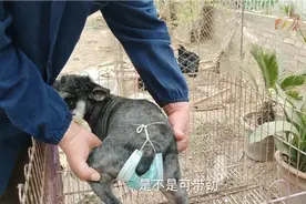 狗狗大姨妈来啦，用这方法招待：绝对行。