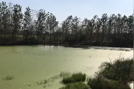 合肥裕溪路边野钓的好位置！免费钓点！钓草鱼的好地方！视频封面