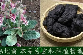 熟地黄·单味中药助记小视频视频封面