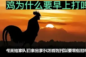 鸡为什么要早上打鸣视频封面