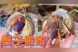 买了个大箱子用来养寄居蟹，都太漂亮了，越看越开心视频封面