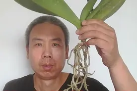 花期结束后的蝴蝶兰，修剪根系和更换水苔的具体操作步骤视频封面