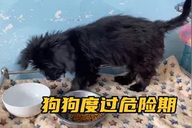 105条流浪狗的基地感染细小病毒，狗狗在治疗过程中不幸去了汪星视频封面