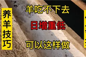 养羊技巧—小苏打（碳酸氢钠）羊吃不下去？日增重低？加它试试视频封面