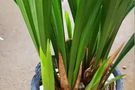夏天养墨兰，牢记这几点，安全度夏，新叶蹭蹭长，叶片绿油油视频封面
