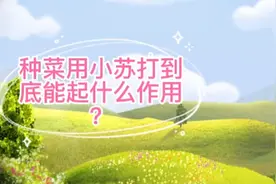 用小苏打喷施蔬菜到底能起什么作用？很多人不明白，告诉你答案视频封面