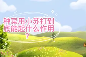 用小苏打喷施蔬菜到底能起什么作用？很多人不明白，告诉你答案视频封面