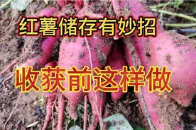 保存红薯有窍门，刨红薯时这样做，放一年都不烂不长芽学学吧
