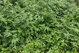 在农村路边都有药材，这种植物叫九里光有止痒效果。视频封面