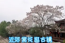 成都近郊一小时车程，赏花逛古镇一天来回，有动车直达。视频封面