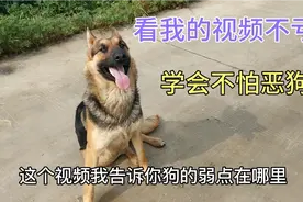 小伙讲解狗的弱点在那里 农村人都会用的招数 您遇见恶狗也能行视频封面